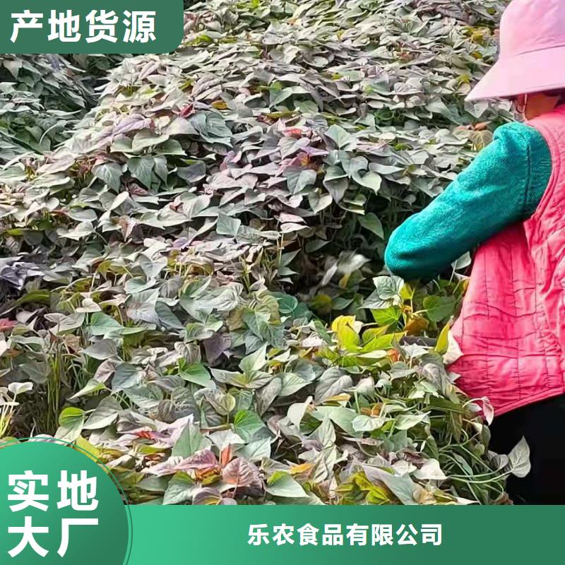 紫薯种子种植基地