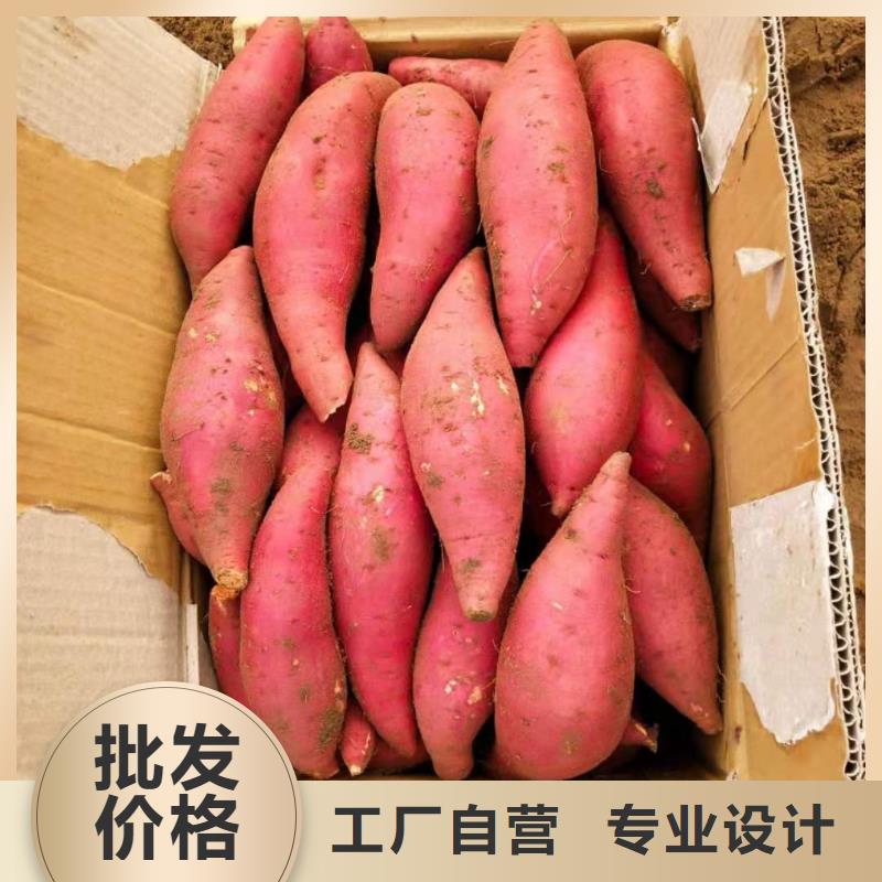 红甘薯苗（高剪苗）货源充足