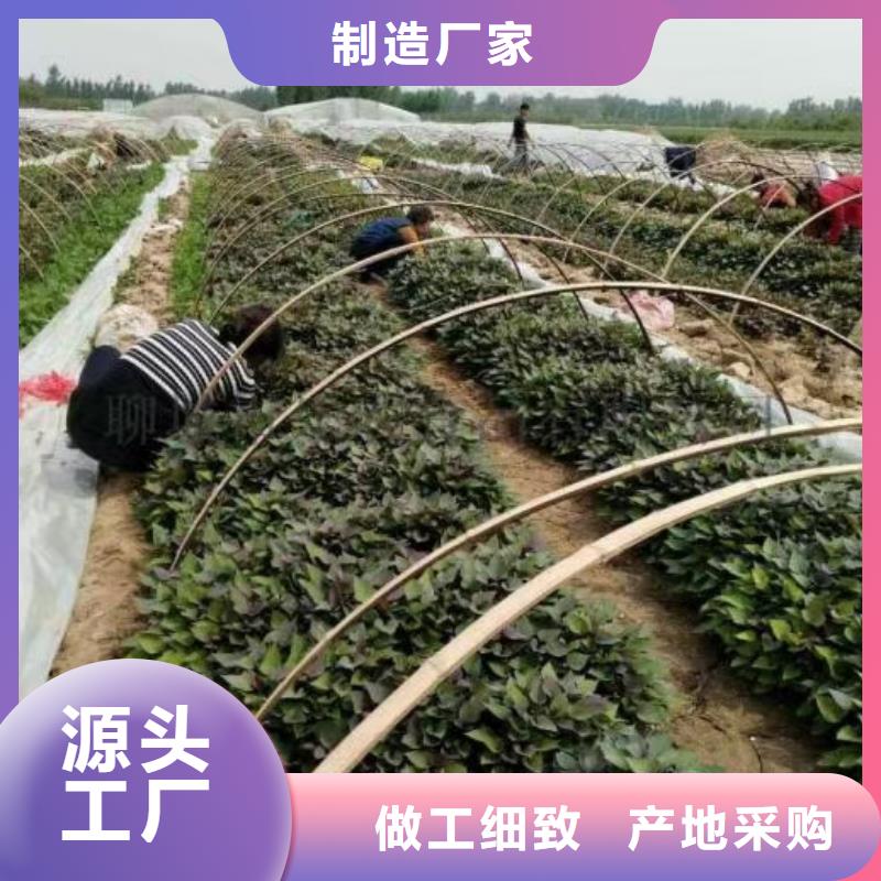 紫薯苗（春薯苗）选山东乐农紫老大