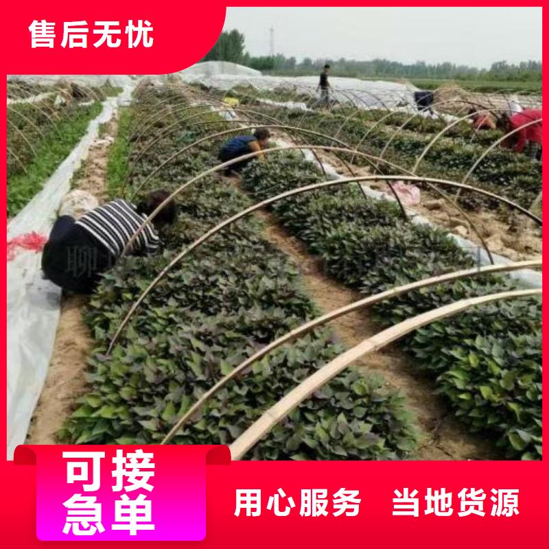 麦茬济黑2号苗销售价格