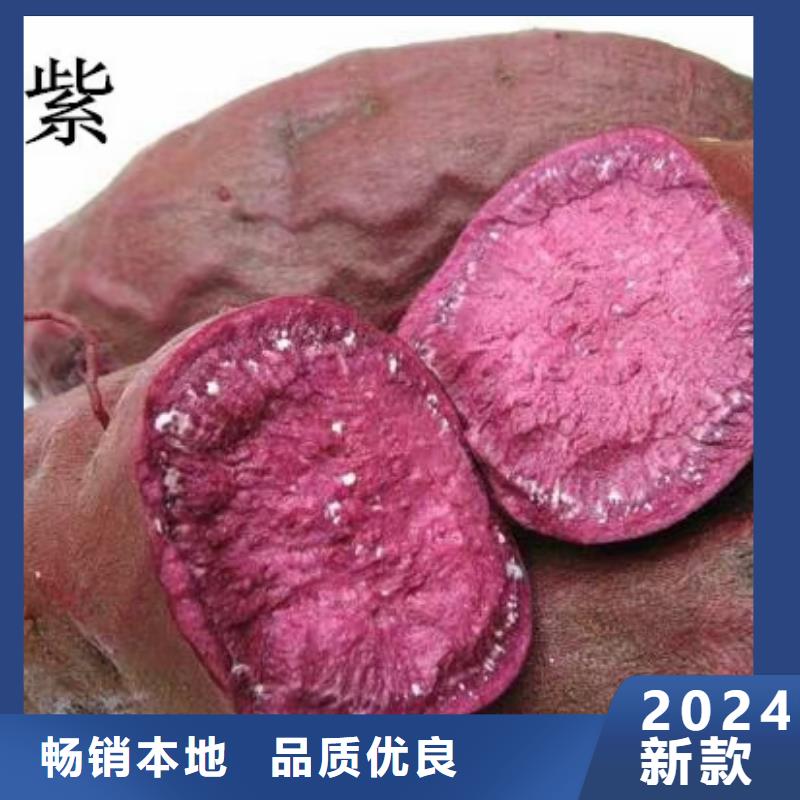 麦茬苗普薯32号（红薯苗）客户群遍布全国