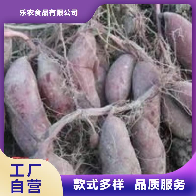 夏薯济黑2号苗子货源充足