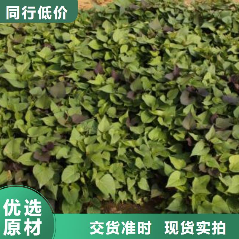 儋州市麦茬济黑2号苗种植时间