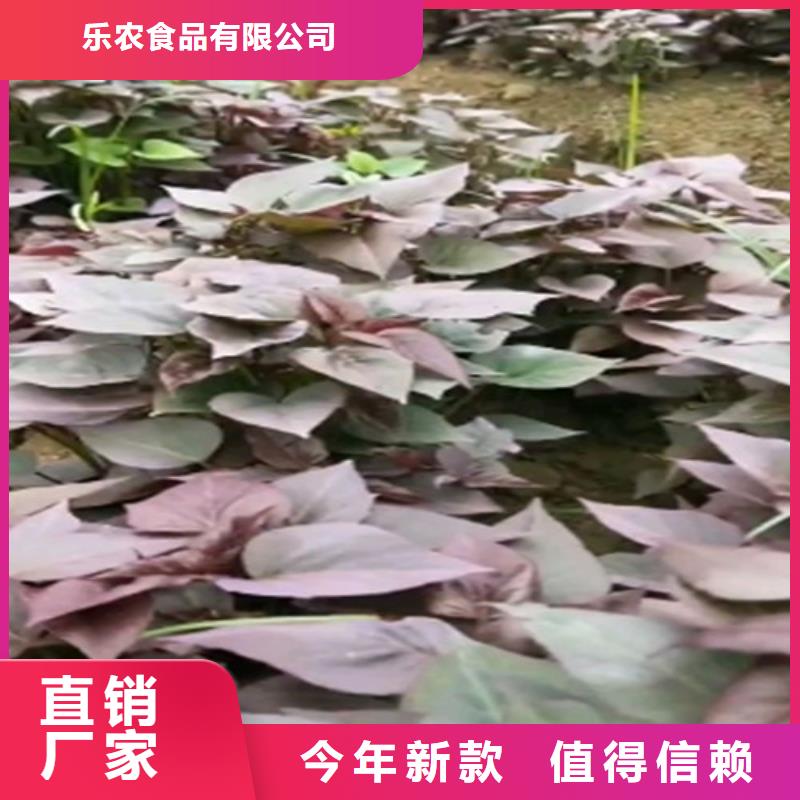 红甘薯苗（高剪苗）种植时间