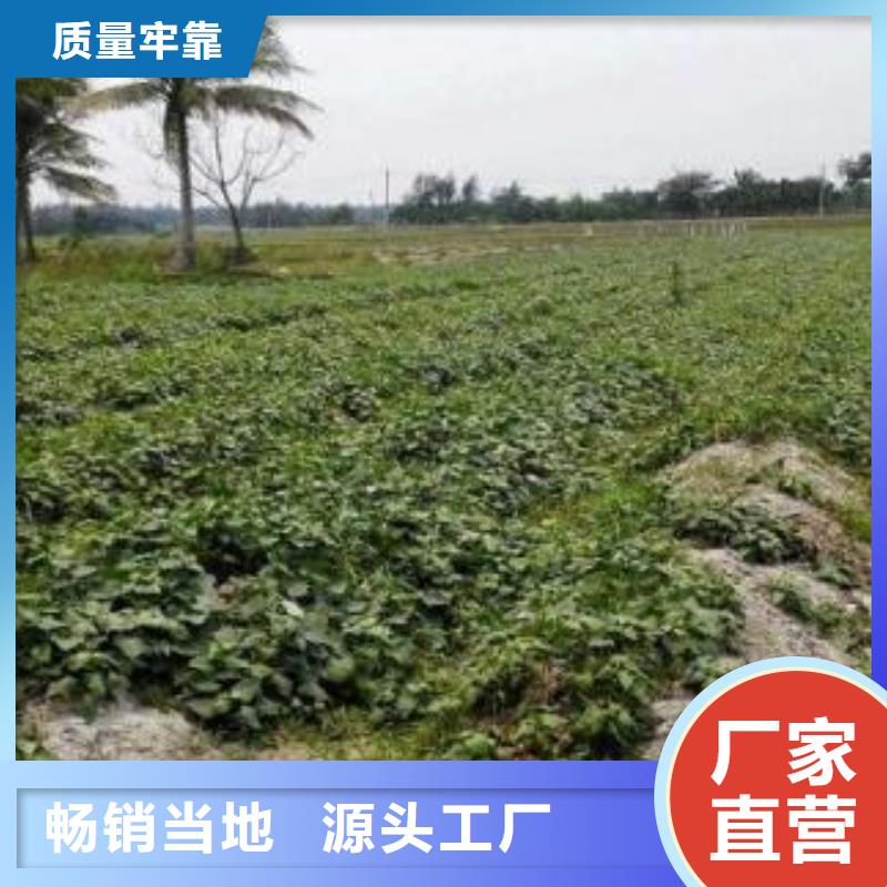 儋州市麦茬济黑2号苗种植时间