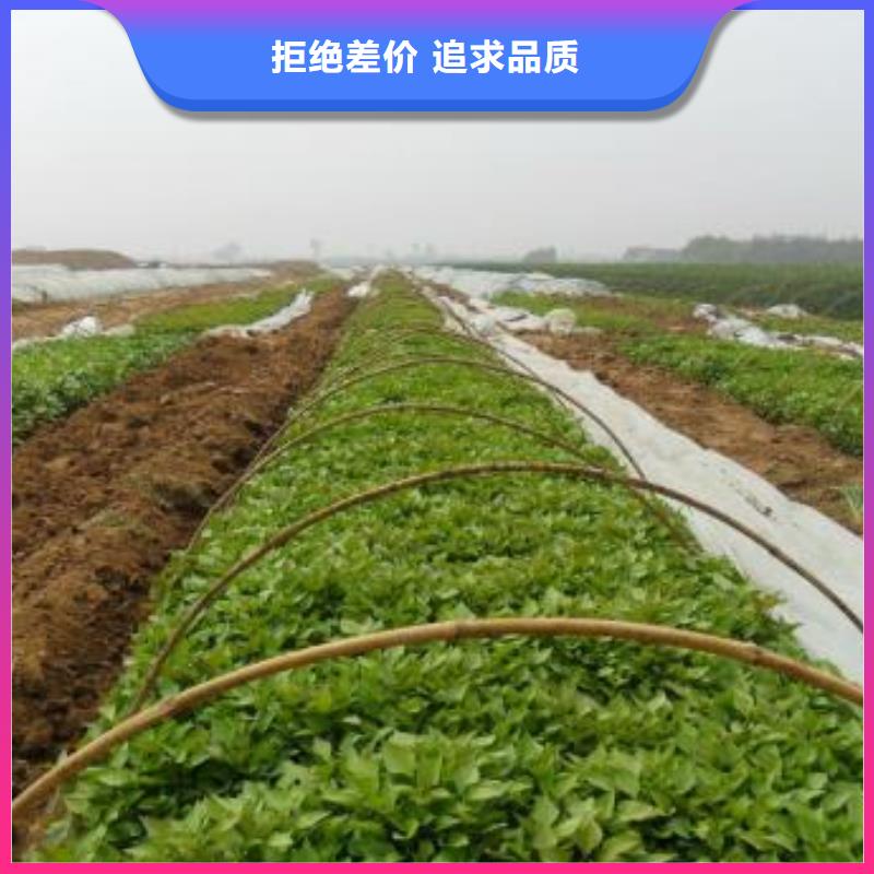 高产脱毒紫薯苗(凌紫品种)麦茬苗