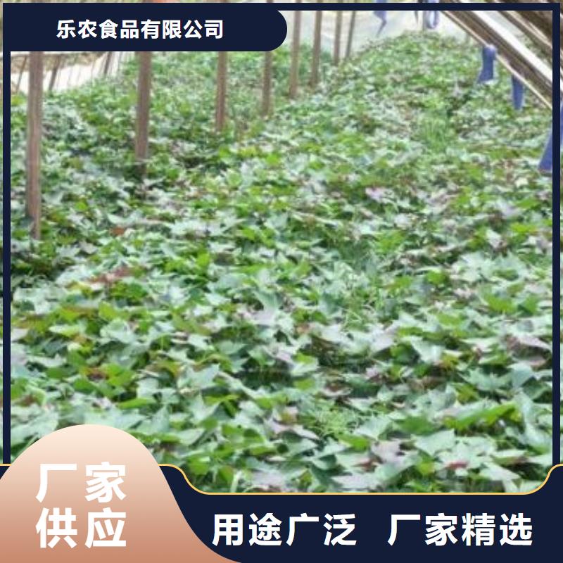 高产脱毒紫薯苗(凌紫品种)麦茬苗