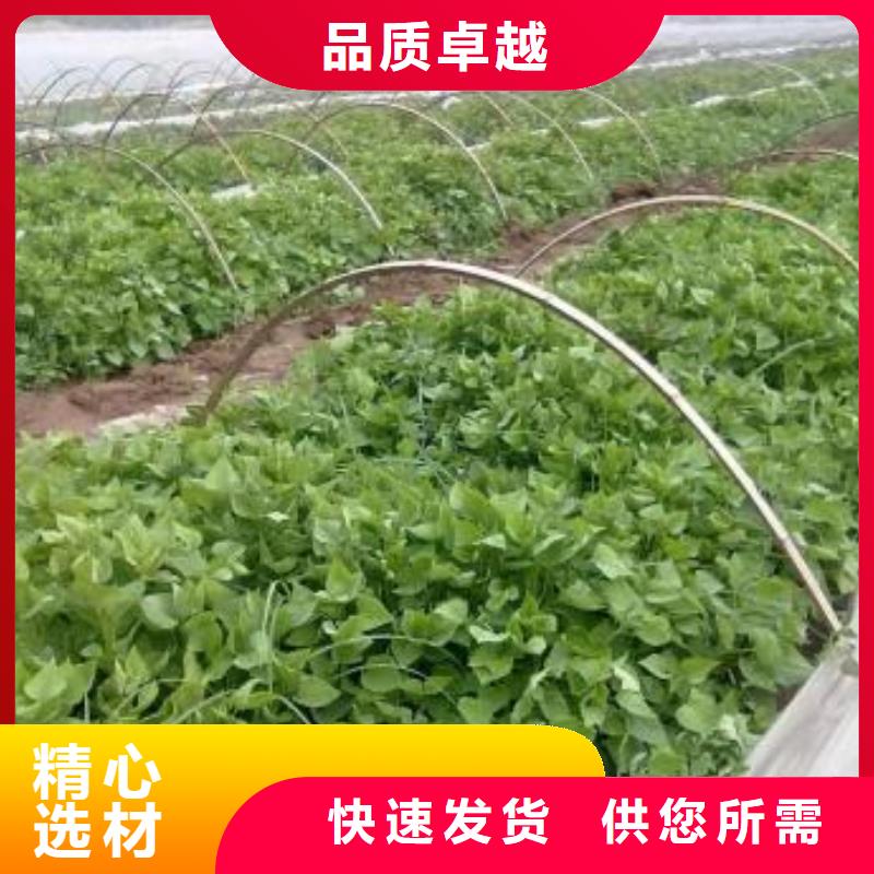 紫薯苗（济黑2号上市）种植时间