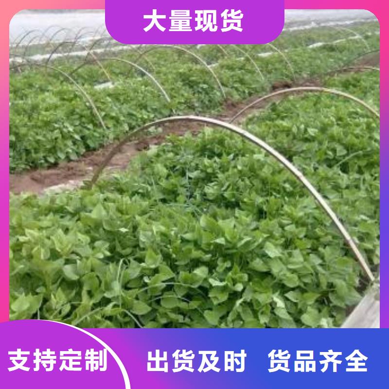 脱毒红薯苗（西瓜红）量大优惠