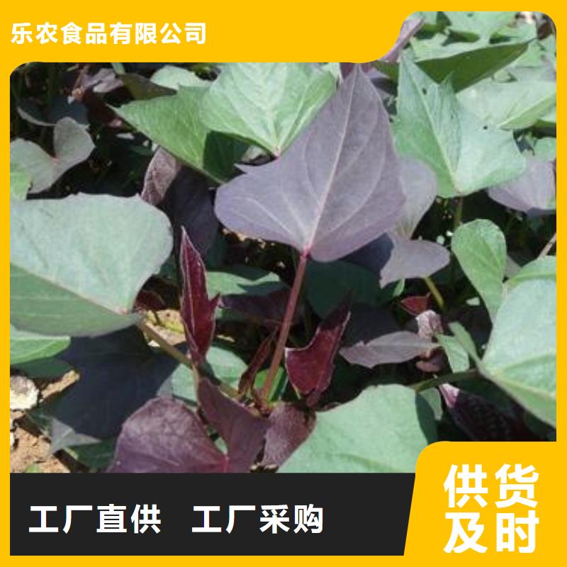 麦茬苗（紫薯)介绍