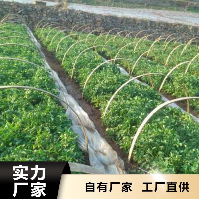 紫地瓜苗种植基地