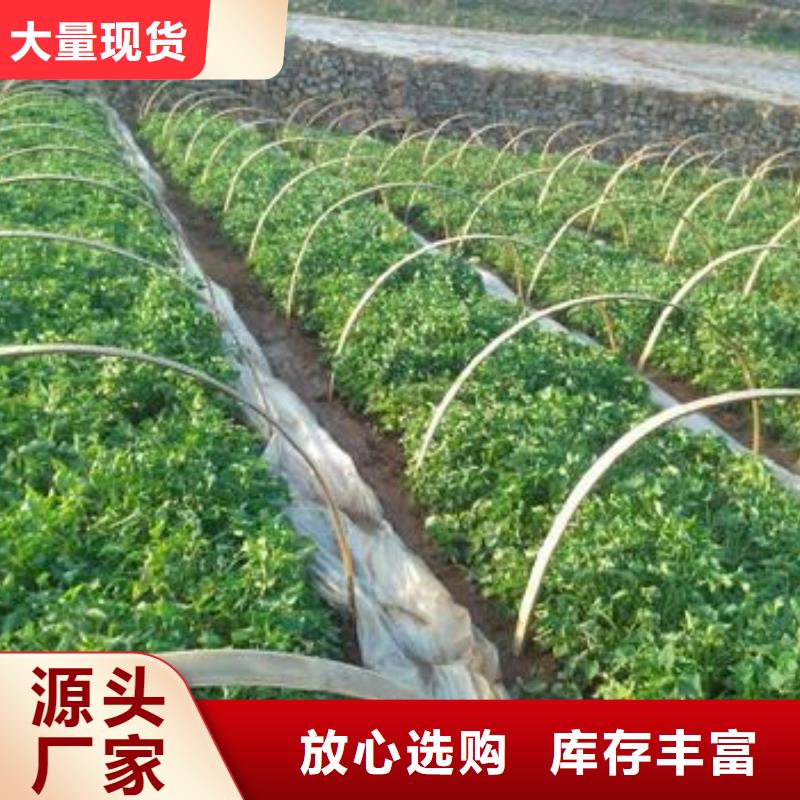 临高县高剪脱毒普薯32号苗子择优推荐