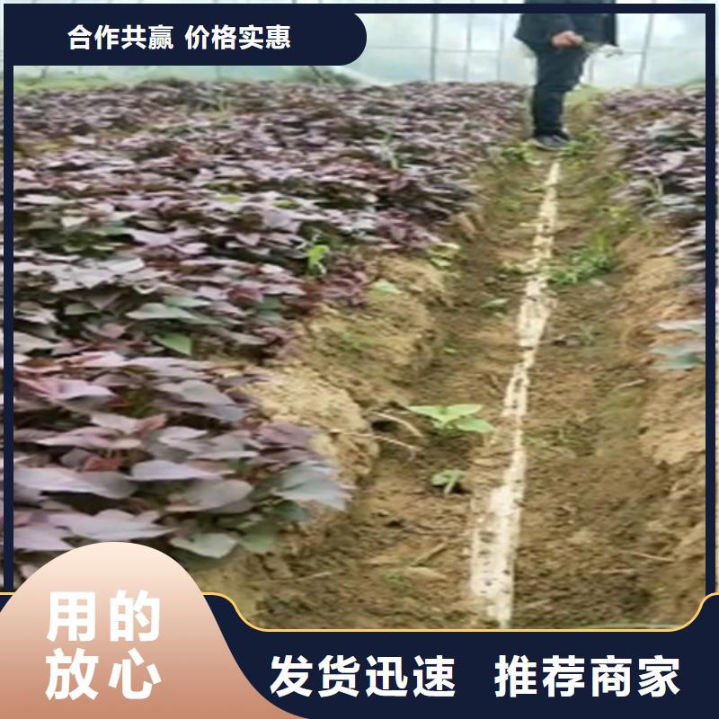 麦茬苗（紫薯)产地直销