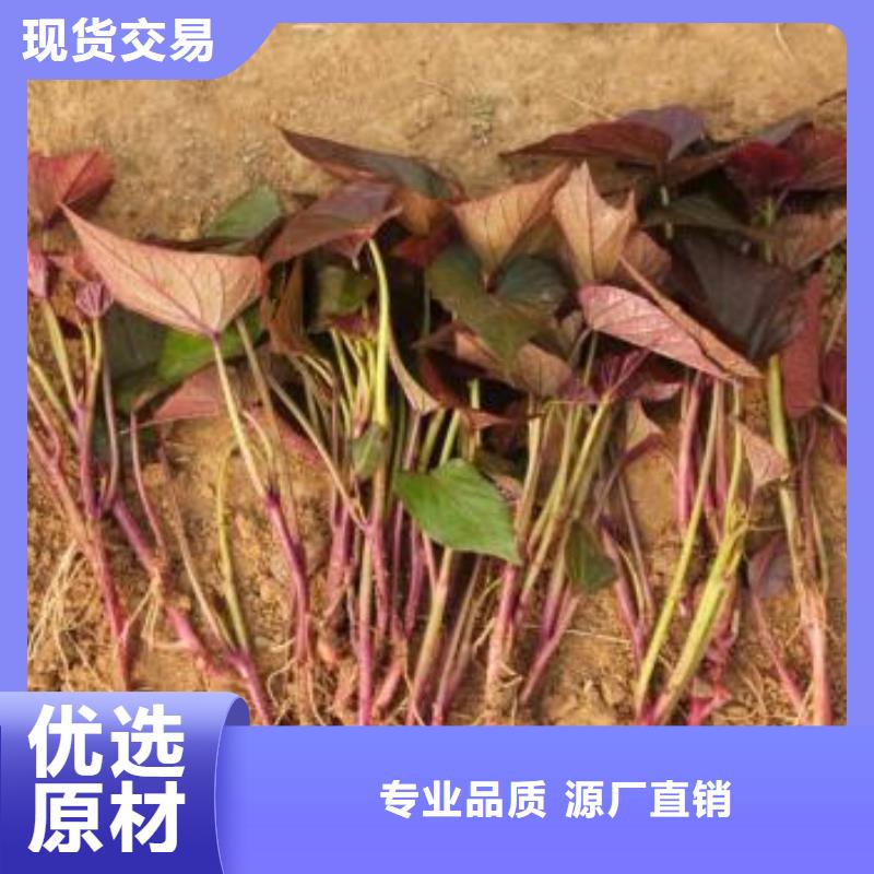 甘薯苗（紫红薯苗）量大优惠