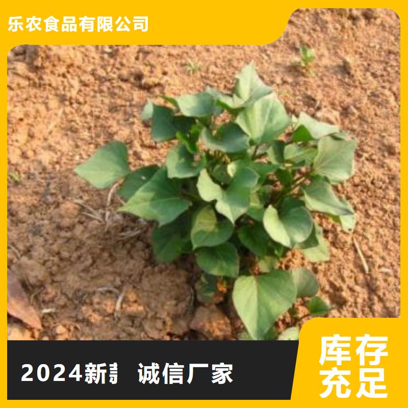 高产脱毒紫薯苗（凌紫品种）种植基地