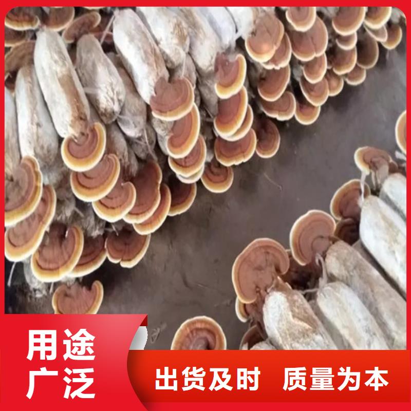 灵芝孢子粉哪家好