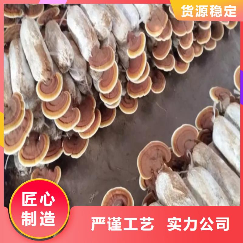 灵芝孢子粉厂家价格