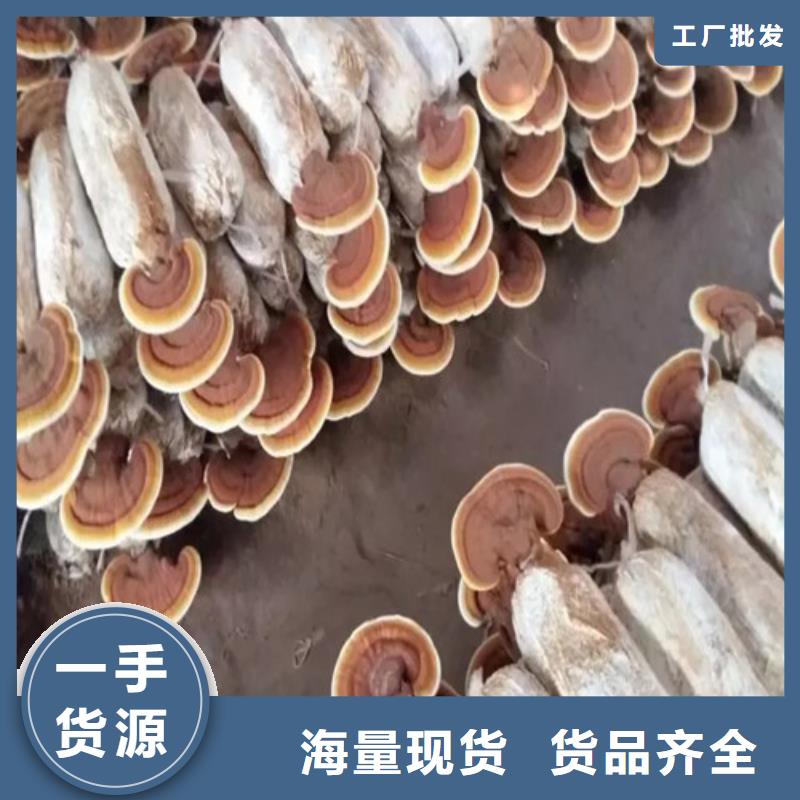 灵芝菌种怎么保存