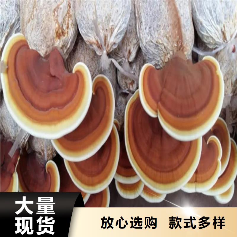 灵芝孢子粉是什么味道