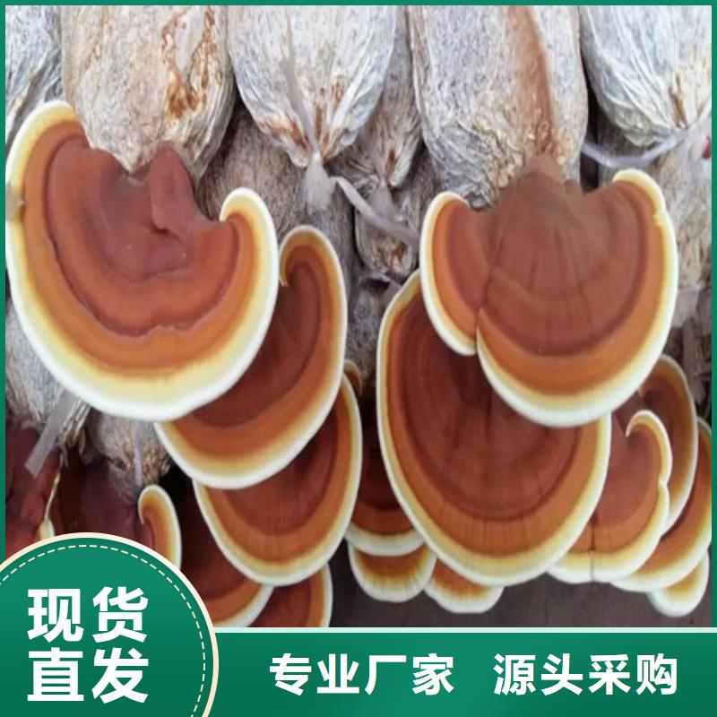 灵芝价格行情