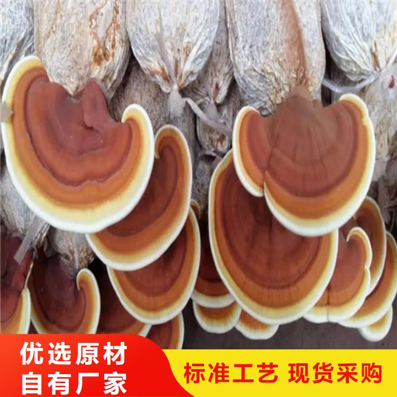 破壁灵芝孢子粉哪家好