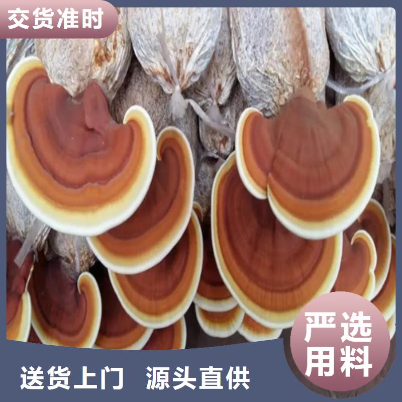 庆云县煲汤灵芝厂家价格