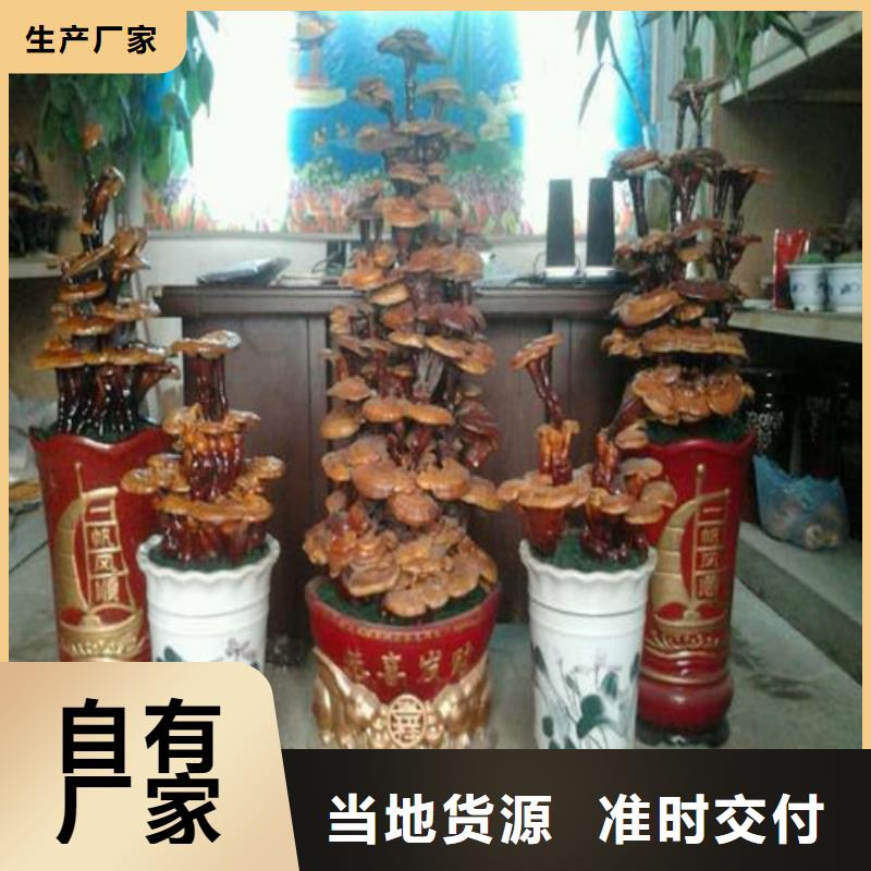 销售灵芝粉_品牌厂家