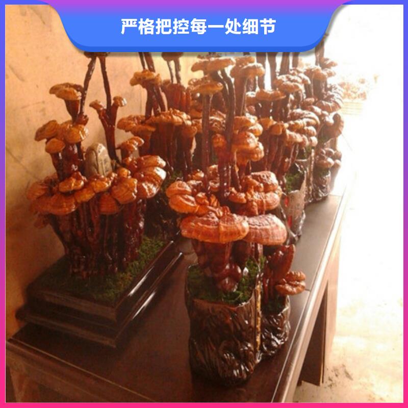 灵芝孢子粉灵芝大量现货