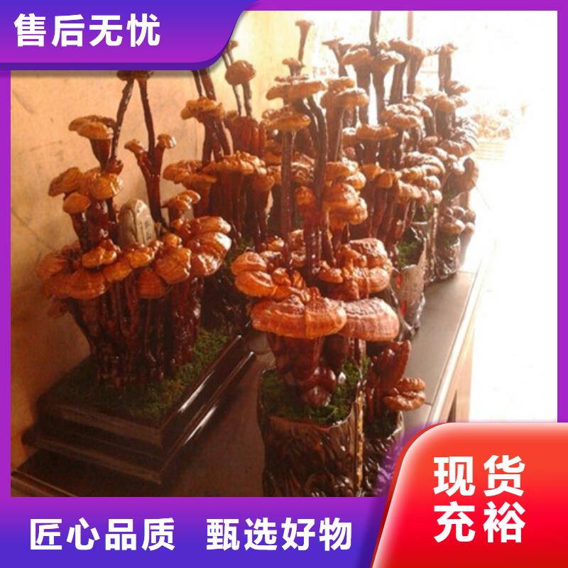 灵芝怎么吃