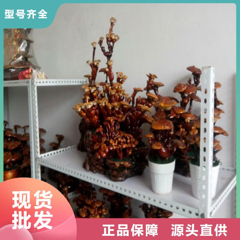 灵芝孢子粉厂家-点击领取样品