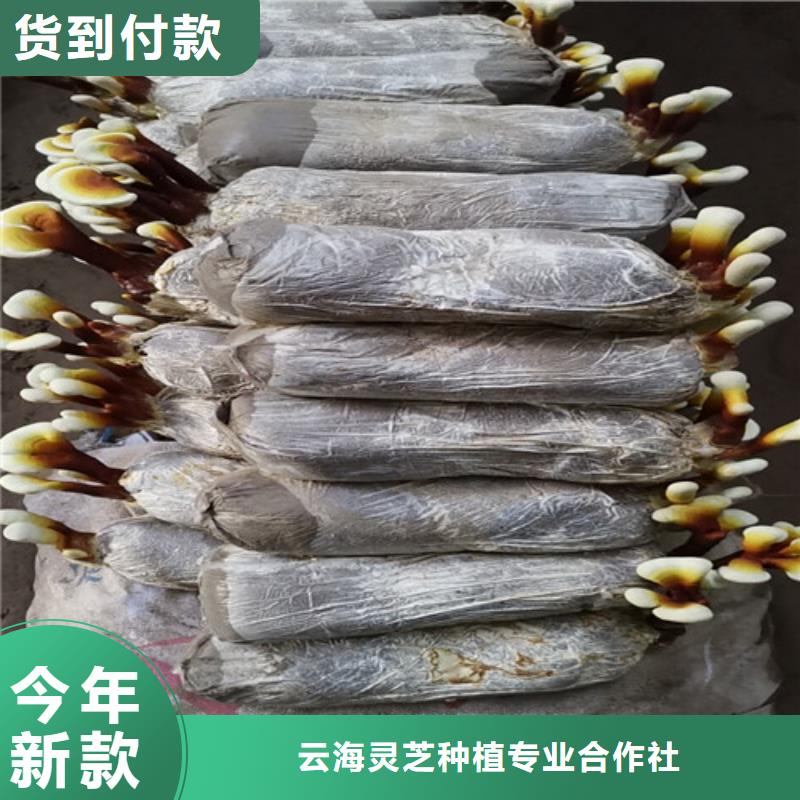 灵芝超微粉24小时发货