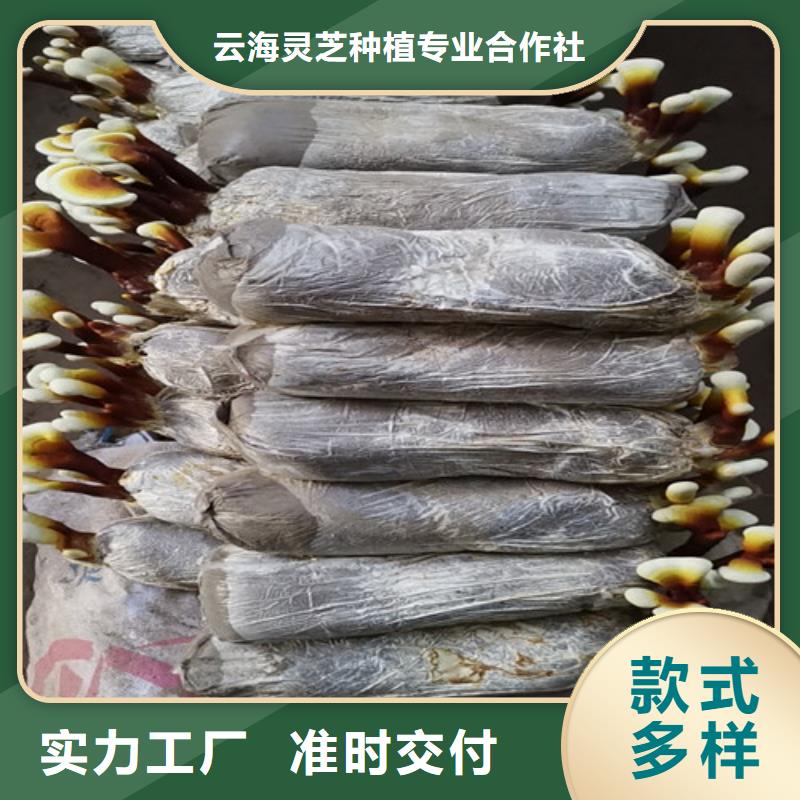 灵芝切片怎么吃好吃