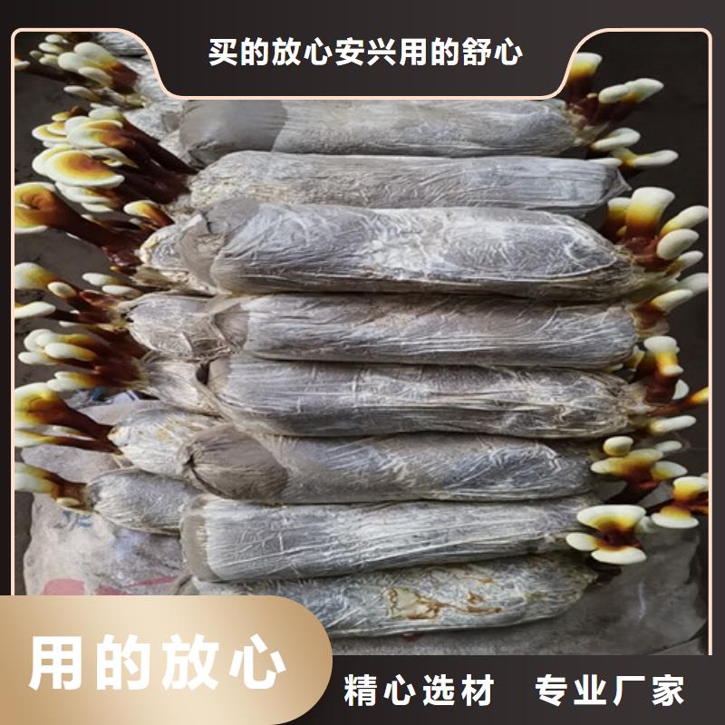 灵芝切片是什么味道