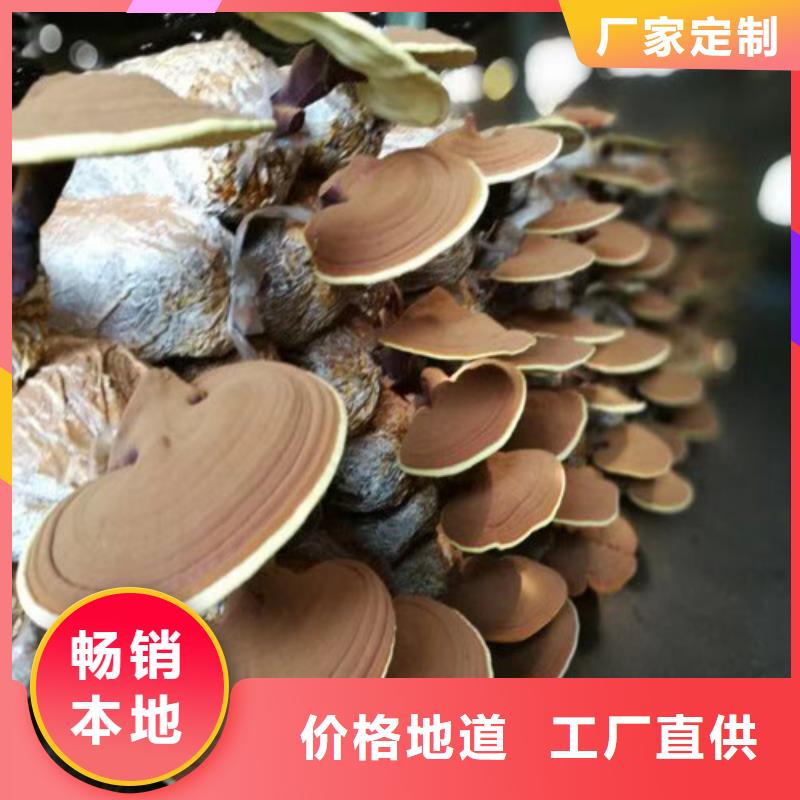 东陵破壁灵芝孢子粉怎么卖