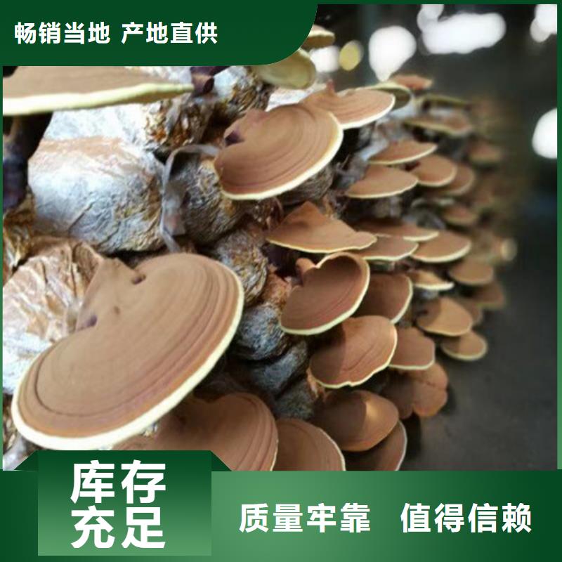 现货供应破壁灵芝粉_实力厂家