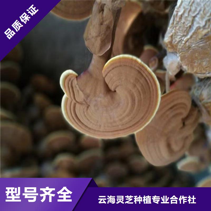 灵芝孢子粉怎么吃好吃