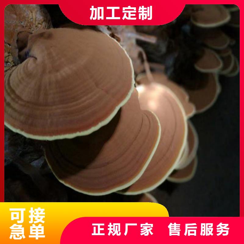 灵芝超微粉
-踏踏实实做产品