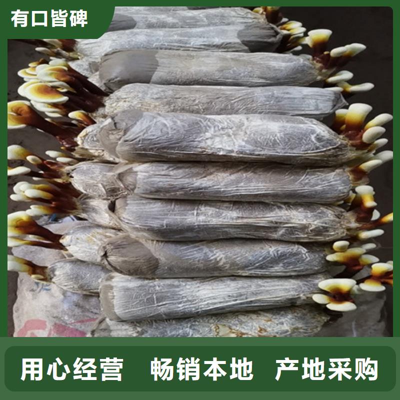 虎丘灵芝哪家好