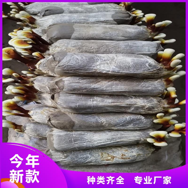 漳平天然灵芝是什么味道