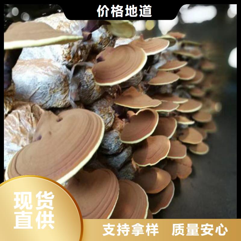 灵芝菌种是什么味道