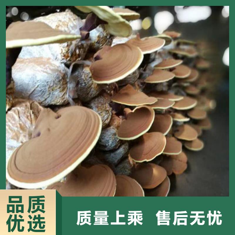 破壁灵芝孢子粉施工安装