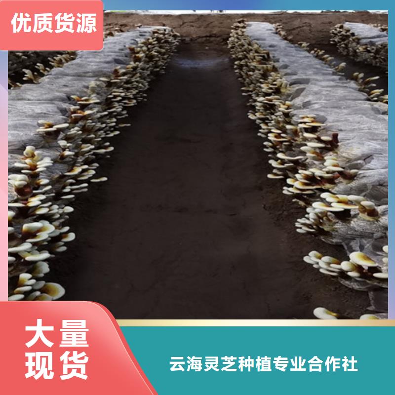 灵芝是什么味道