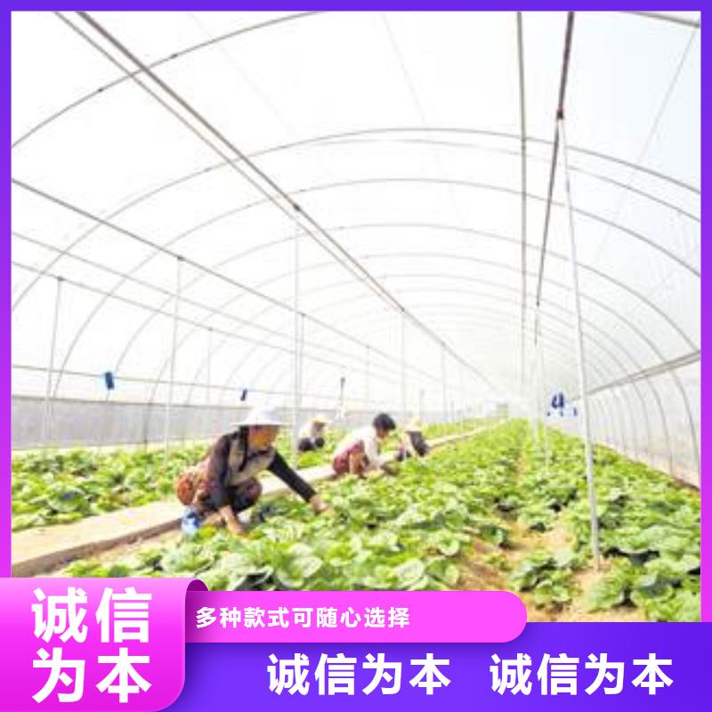 6分25mm蔬菜大棚钢管施工团队