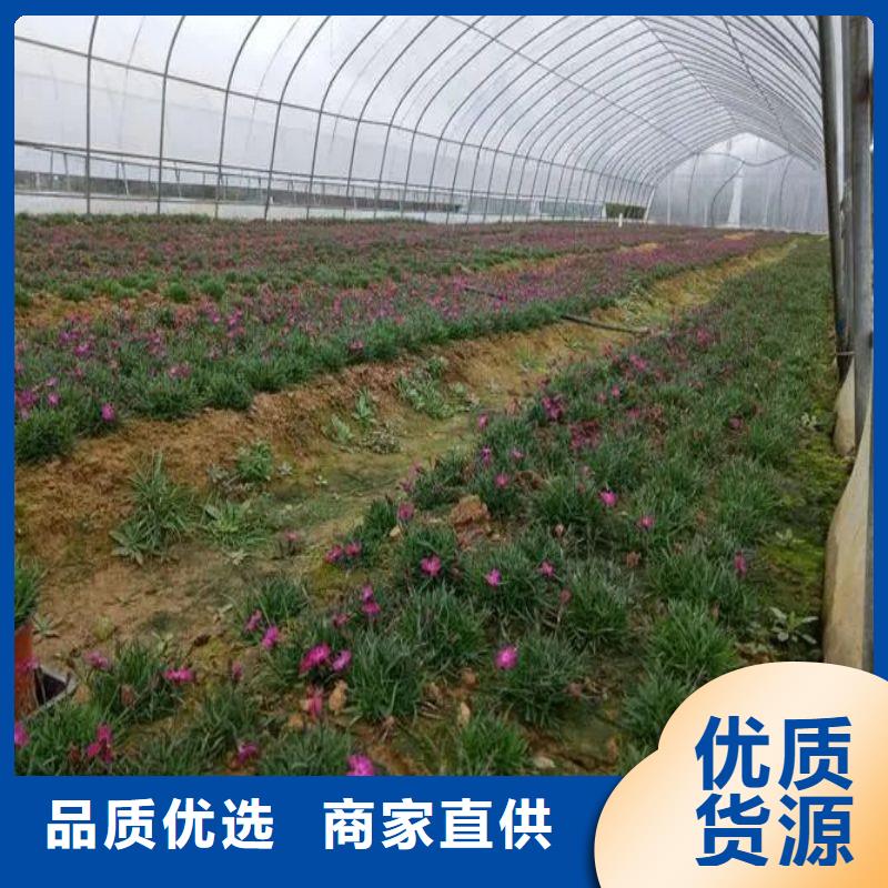 林甸县绿色植物大棚骨架