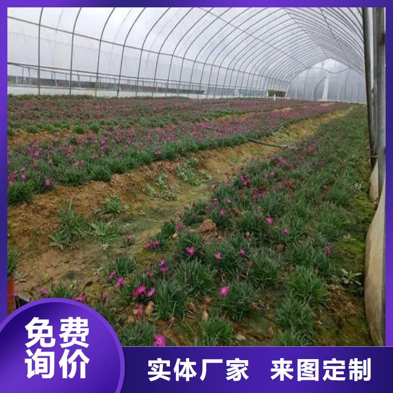 右江菌菇大棚管介绍