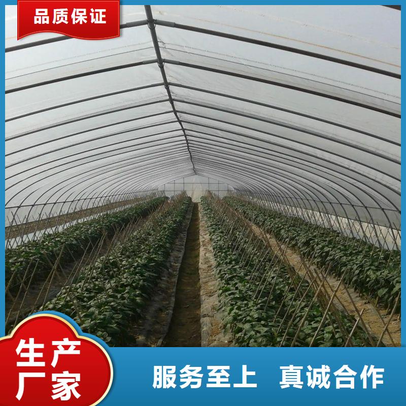 丁青连栋大棚种植价格公道2024