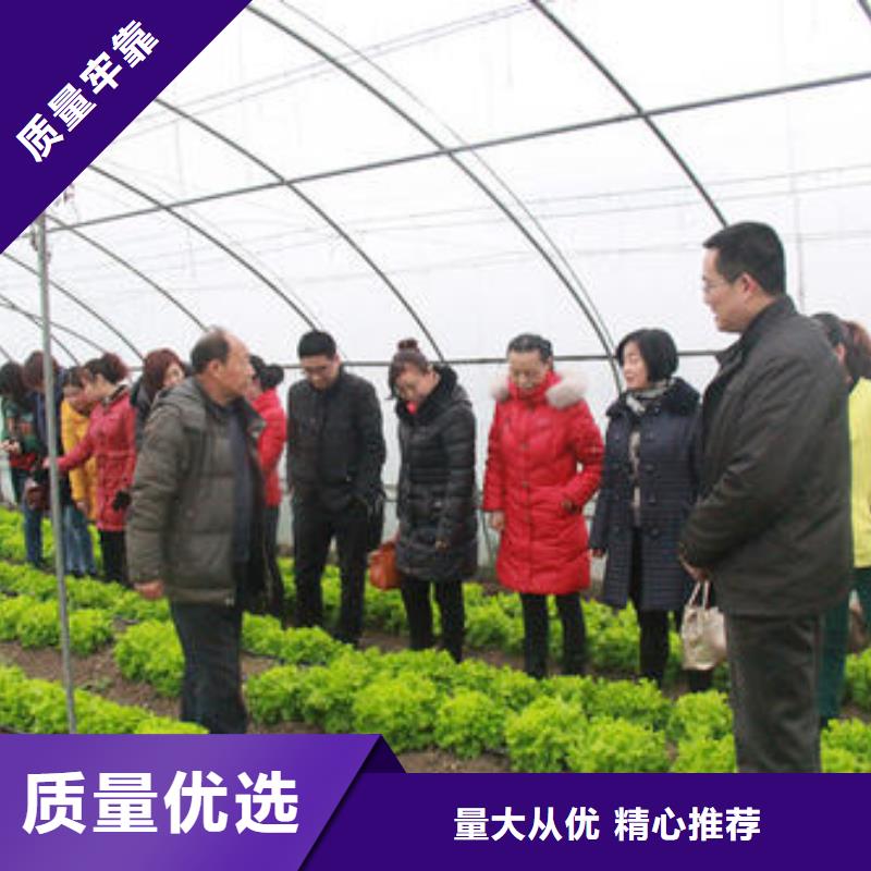 偃师大棚管厂家质量放心2024已更新