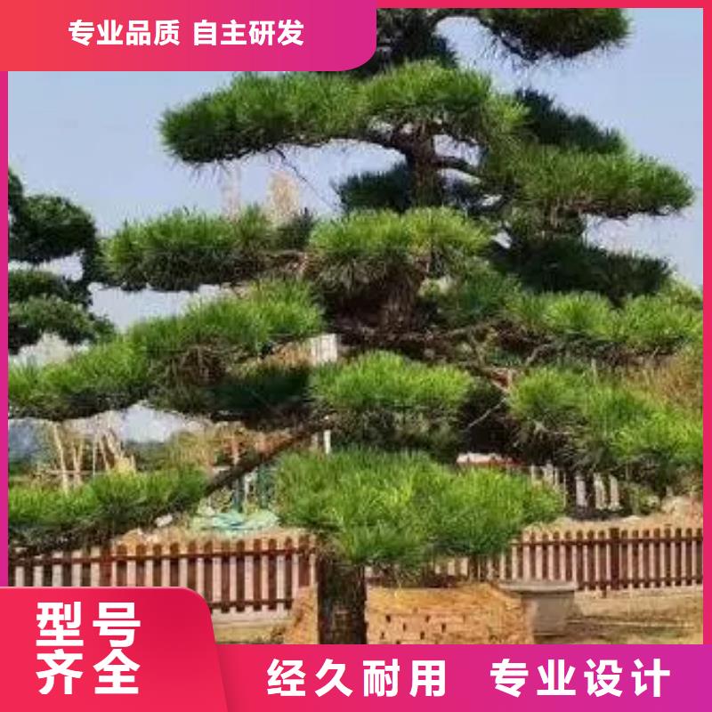 销售泰山风景松公司