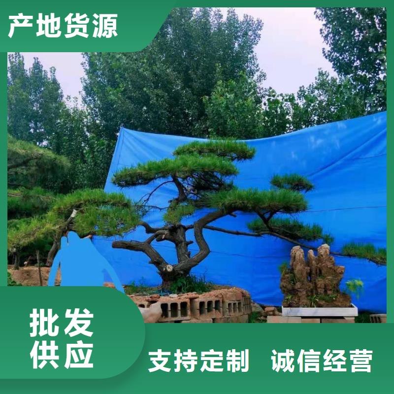 造型松造型松价格工厂现货供应