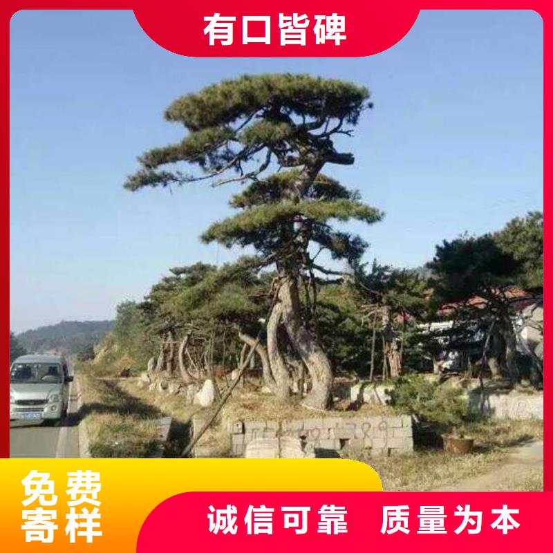 泰山松用户喜爱厂家